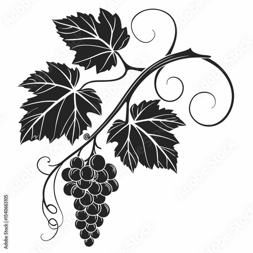 vector illustration of grapes