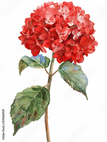 Watercolor Red Hydrangea Isolated on White Background. Beautiful Hydrangea Flower