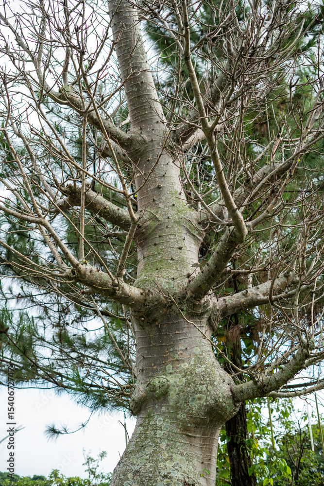 Fototapeta premium Close-up photo of a large tree trunk with a unique texture and moss-covered surface, featuring multiple bare branches