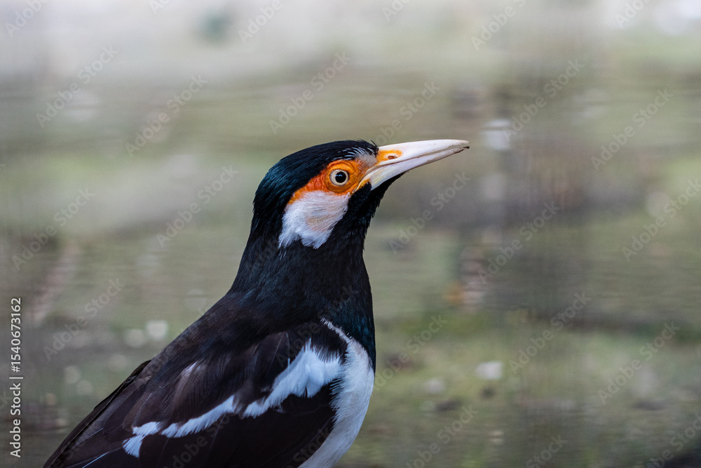 Naklejka premium The suren starling or jalak uren is a species of starling found in the Indian subcontinent and Southeast Asia. These birds are usually found in small groups at the foot of valleys and in the lowlands.