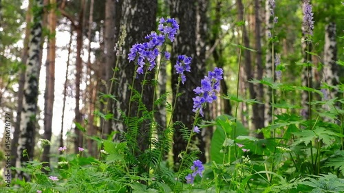 Blooming mountain mixed forest in early summer in Yele Alatau National Park of Kazakhstan in Almaty in early summer.