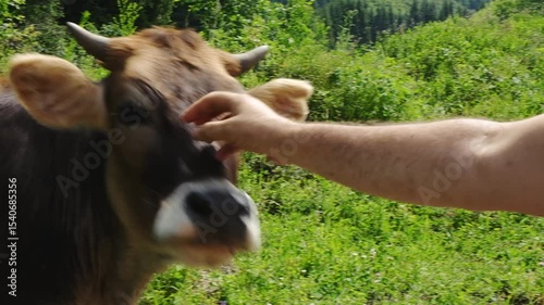 a man's hand stroking a calf or a young cow on a summer meadow