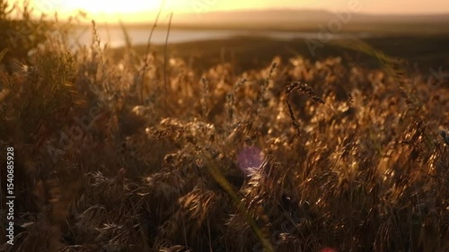 natural landscape where dry grass in the steppe sways in the wind against the backdrop of a lake and sunset