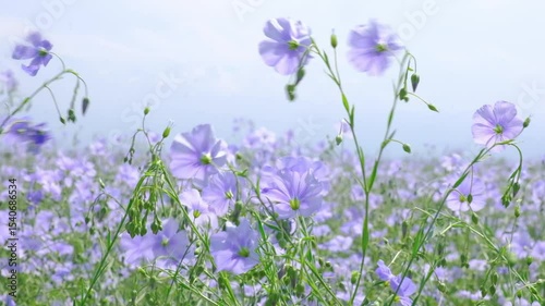 beautiful delicate blue flowers in a flax field sway in the wind