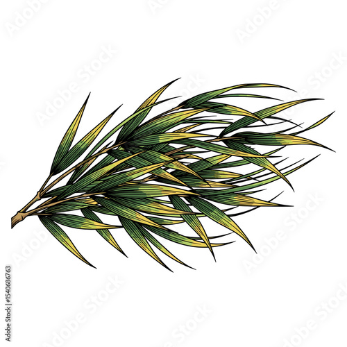 Illustration of a branch with long, pointed, green and yellow leaves, isolated on a white background.