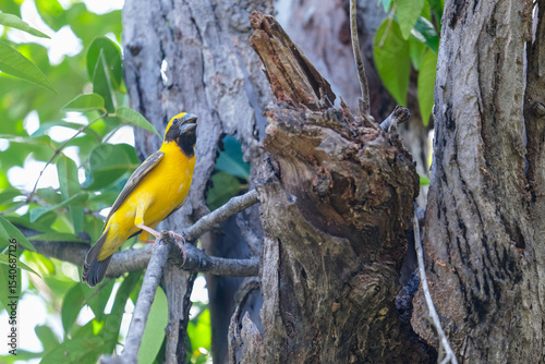yellow bird on dry branches