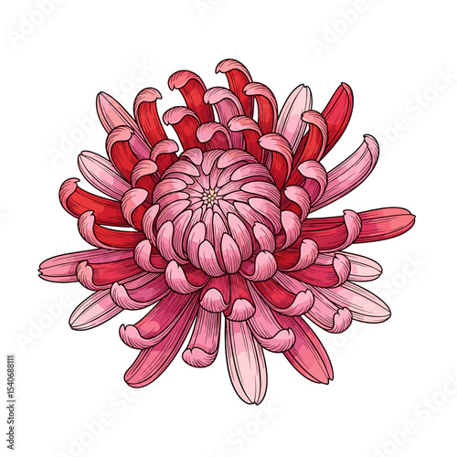 A vibrant, detailed illustration of a red and pink chrysanthemum blossom.