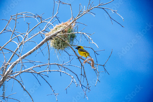 Birds and nests on branches