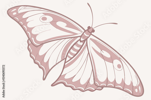 butterfly vector illustration