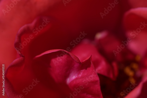 red valentine rose