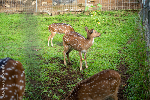 Canvas Print Spotted deer, Chital deer, or Axis deer, is a species of deer native to the Indian subcontinent