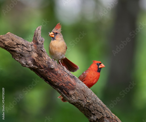 male and female cardinal on branch
