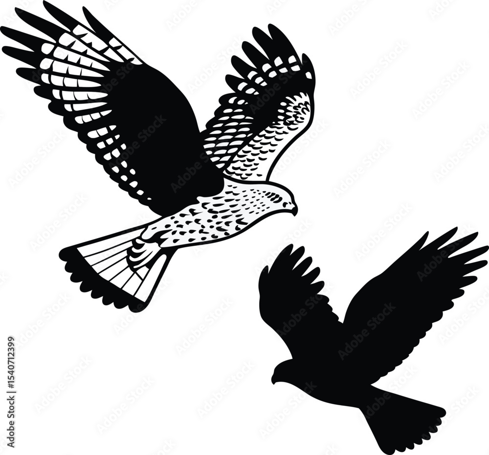 Obraz premium Strong Falcon Predator Vector Illustration 