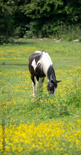 Horse Grazing Meadow Nature Field With Yellow Wildflower Grassland Forest Tree Background Summer Landscape