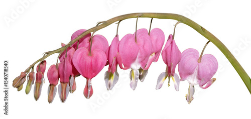 Dicentra spectabilis	