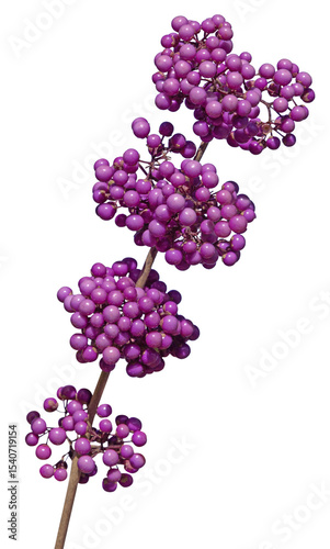 Baies de Callicarpa bodinieri en hiver	