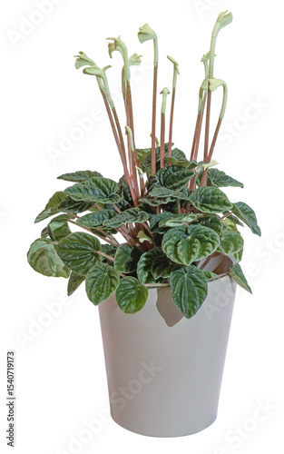 Peperomia caperata