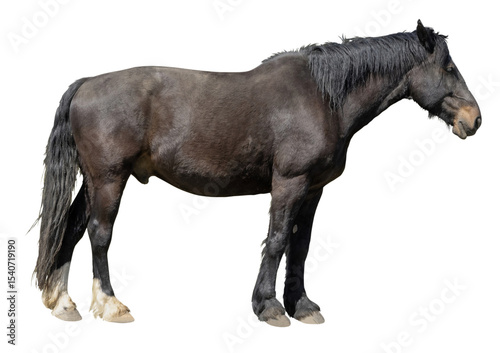 Cheval de trait noir