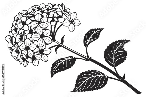 Monochrome floral composition showcases a hydrangea bouquet alongside detailed leaves and a delicate stem