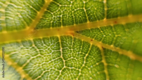 Leaf Veins Macro Shot Detail Displaying Network Of Life Sustaining Pathways