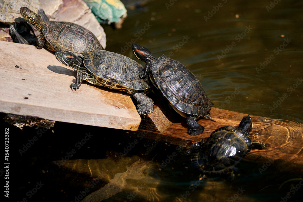 Obraz premium Turtles basking in the sun on a wooden platform, enjoying their day by the water.