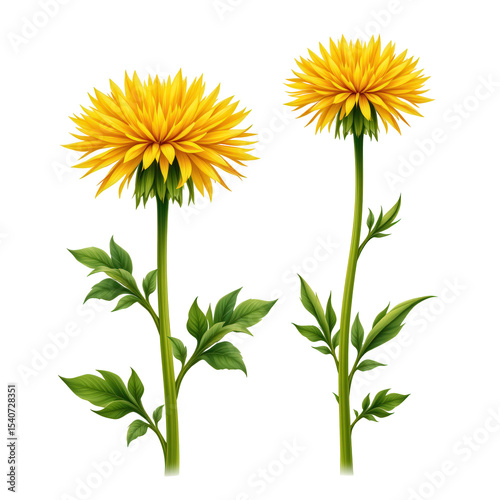 Bright and Cheerful Yellow Flowers with Green Leaves on a White Background for Floral Design Projects