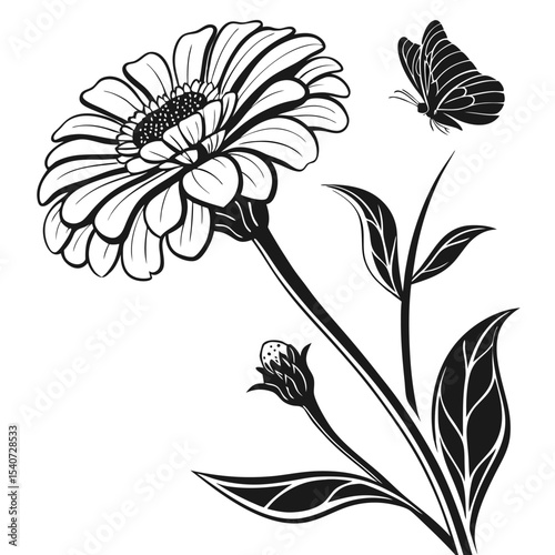 Black zinnia flower blossoms elegantly with a butterfly outlined against the white backdrop