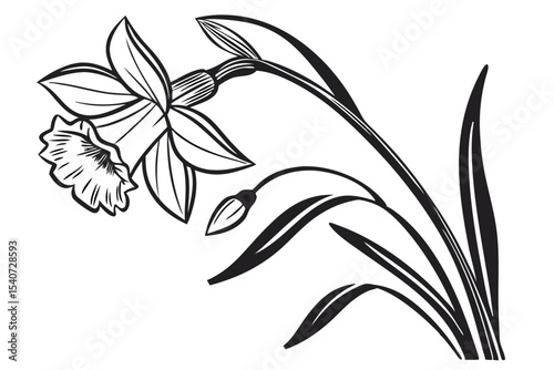 Detailed monochrome sketch shows a daffodil flower with a bud and several linear leaves