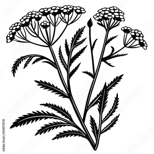 Detailed black floral botanical sketch displays elegant yarrow plant heads and feathery leaves