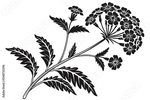 Black reveals a detailed valerian plant with clustered flowers and intricate leaves