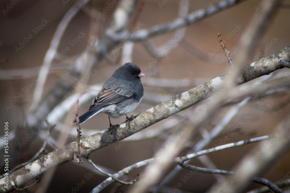 bird on a tree in winter bird on a tree in winter