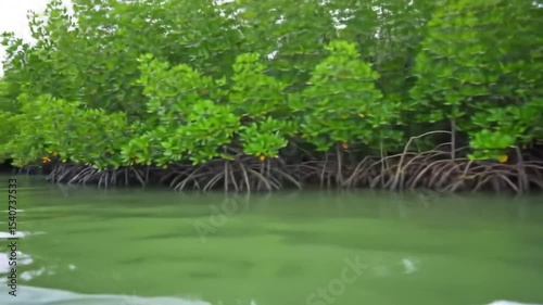 Lush Mangrove Canopy Reflected On Tranquil Waterscape During Daytime