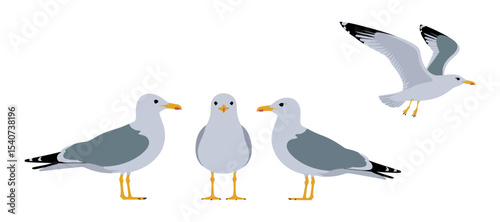 Set of Four Seagulls in Different Positions
