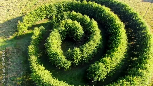 Spiral Of Evergreen Trees In An Open Meadow, Forest Art From An Aerial View
