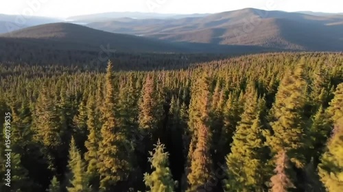 Golden Hour Over Endless Evergreen Forest With Distant Mountains