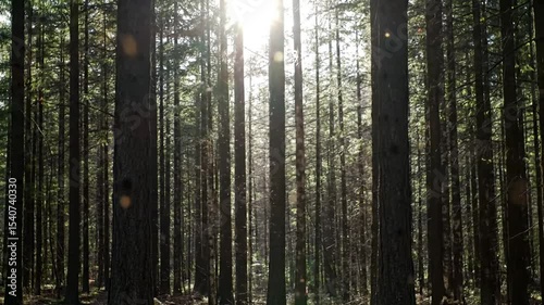 Sunlight Streaming Through Dense Tranquil Woodland Trees