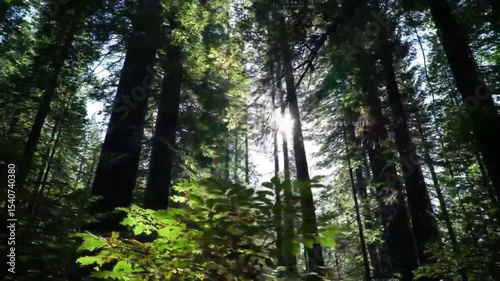 Sunlight Filtering Through Majestic Trees In Verdant Forest Canopy