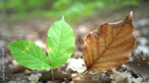 Leaf Life Cycles Illustrating Seasonal Changes In Nature Outdoors