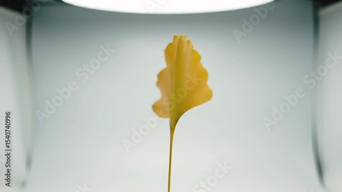 Ginkgo Biloba Leaf Illuminated Against Clean Studio Backdrop