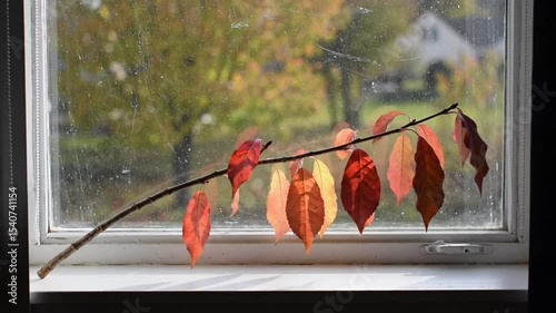 Autumnal Branch Against the Window Capturing the Serenity of a Quiet Day