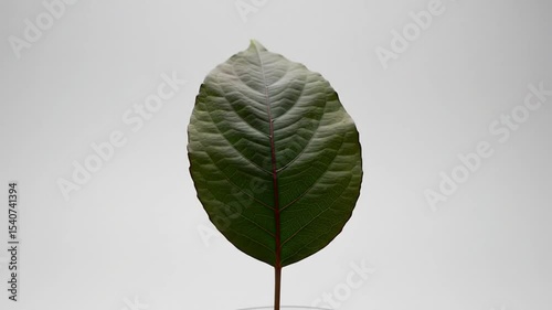 Leaf Details On White Background In Studio For Biology Project