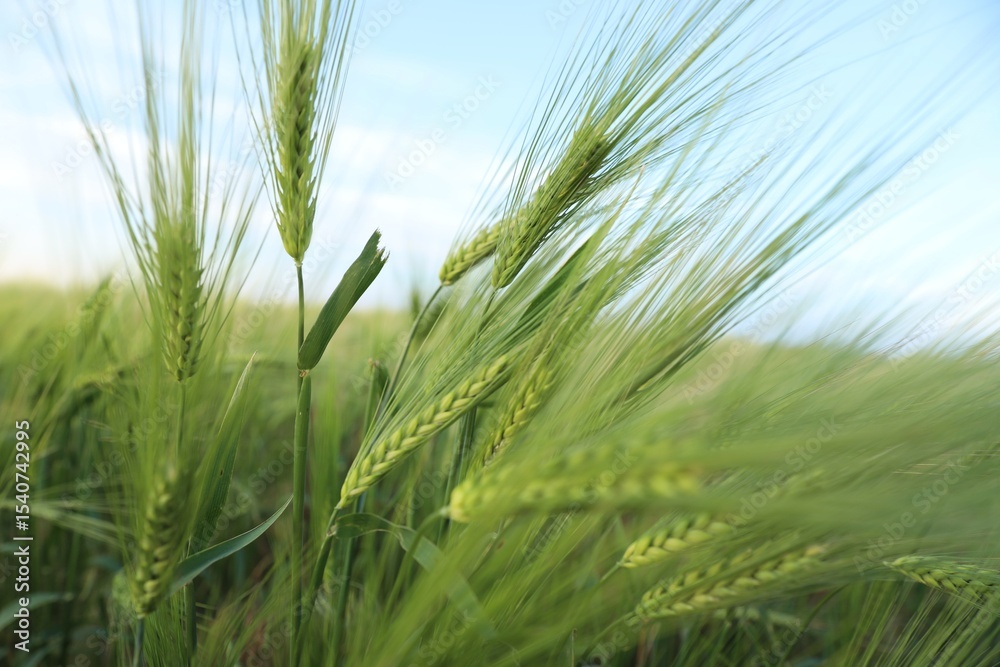 Fototapeta premium Wheat spikes growing in field outdoors, closeup