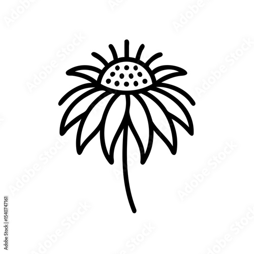 Hand drawn summer flower line art botanical illustration