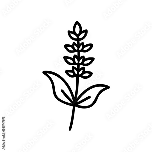 Hand drawn summer sage plant line art illustration