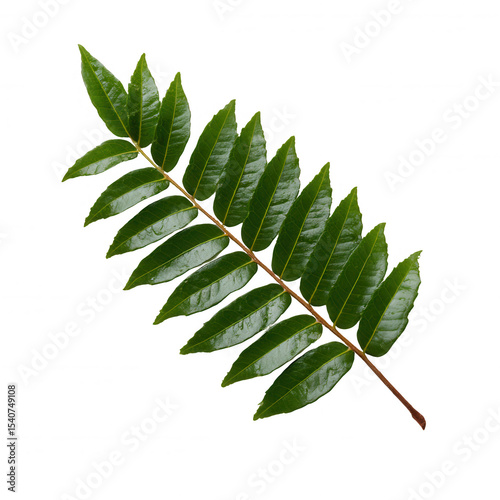 Beautiful green fern leaf isolated on a white background, showcasing its intricate structure and vibrant color, perfect for nature lover's collection or botanical illustrations.