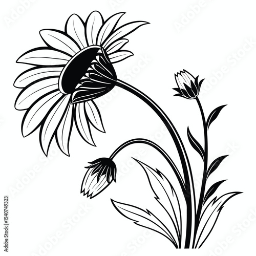 Black and white daisy flower shows off two buds and simplistic leaf detail