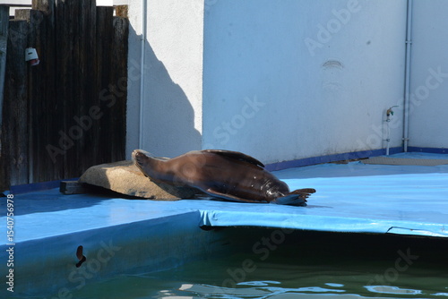 California sea lion relaxing on a rock beside a pool at a marine enclosure under the sun.