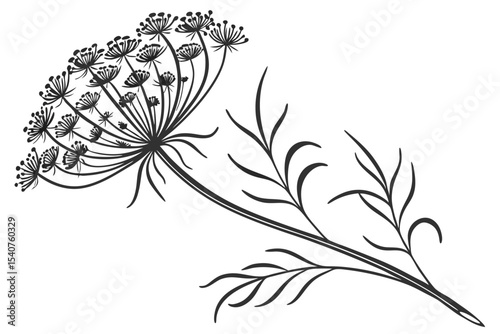 Black and white shows dill flower head with stem and leaves gracefully presented
