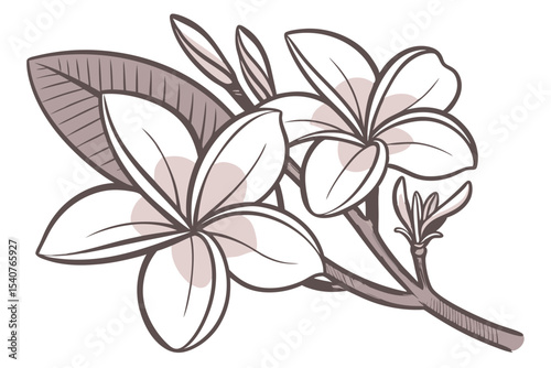 Detailed plumeria blossom outline exhibits tropical flower bloom amidst stylized leaf and branch
