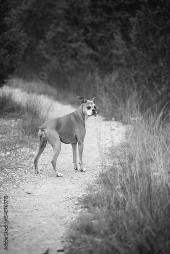 Black and white portrait of a boxer dog
